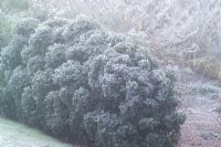 Cloud pruned hedge of Ilex aquifolium 'Alaska' 