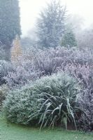 Phormiums and salvias in frost and fog