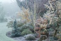 Larix decidua 'Little Bogle' syn L. europaea - larch, in the dell bed on a frosty winter's morning. Lawn curving towards urn focal point in the distance. 