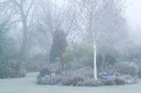 A cold foggy winter's morning in John Massey's garden.  Prunus serrula (Cherry) and Betula utilis var. jacquemontii (Silver birch) growing at the end of the salvia bed.