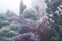 Cotinus coggygria 'Atropurpurea' and conifers with hoar frost and fog
