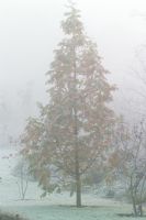 Metasequoia glyptostroboides 'Gold Rush' on a foggy winter's morning. 