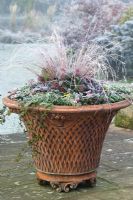 Winter container planting including Carex comans, skimmia and trailing ivy 
