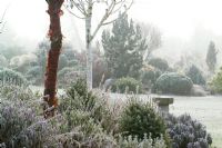 A foggy winter's morning in John Massey's garden with the bark of Prunus serrula (Cherry) and Betula utilis var. jacquemontii (Silver birch) in the foreground. Conifers on rock garden beyond