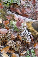 Frost on the leaves of Astilbe x crispa 'Lilliput'