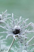 Hoar frost on the seedhead of Eryngium x oliverianum 