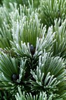Hoar frost on the needles of Pinus nigra 'Bright Eyes'