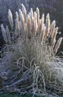 Hoar frost on Cortaderia selloana 'Pumila' - Pampas grass