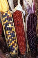 Varieties of coloured Zea mays (maize)
