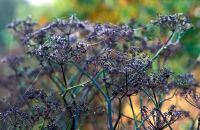Foeniculum vulgare (Fennel) seedheads with spiders webs in autumn.