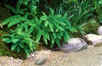 Waterside planting of ferns, with rocks and pebbles.