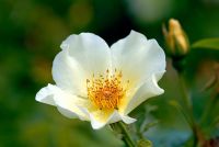 Rosa 'Golden Wings' flowering in June
