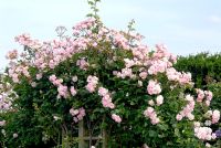 Rosa 'Chaplins Pink Climber' trained along rope swags
