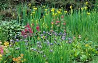 Bog garden with iris sibirica, hostas and  candelabra primulas