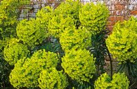 Euphorbia characias subsp. wulfenii 'John Tomlinson'.