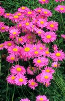 Tanacetum coccineum 'Bees Pink Delight'