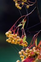 Berries of Sorbus 'Joseph Rock' with cobwebs in Autumn