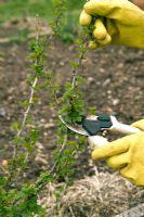Pruning gooseberry 'Hinnomaki Yellow' with secateurs