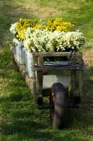 Cut scented narcissi on wooden trolley on St. Agnes, Isles of Scilly