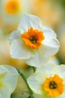 Narcissus 'Daymark'