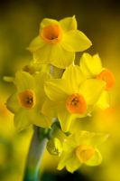 Narcissus 'Soleil d'Or'