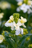 Erysimum 'Ivory White' - Wallflowers