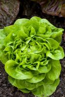Lactuca sativa - Lettuce 'Montel'