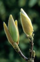 Bud of Magnolia x soulangeana 'Lennei'