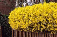 Forsythia hedge in a town front garden