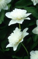 Anemone nemorosa 'Vestal' - Windflowers