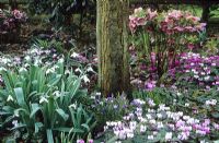 Woodland border in spring with Cyclamen coum, Helleborus and Snowdrops - Galanthus