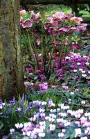 Woodland border in Spring with Cyclamen coum, Chionodoxa and Helleborus x hybridus 'Ashwood Garden Hybrids' 