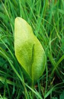 Ophioglossum vulgatum - The Adder's Tongue Fern, growing in the meadow grass at Great Dixter