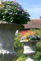 Stone urn with Ageratum houstonianum sp. - Floss flower