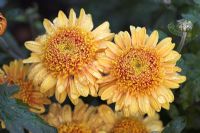 Chrysanthemum 'Susans Bonnet'