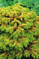 Caucasian fir - Abies normadmanniana 'Golden Spreader'