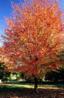 Acer rubrum in autumn. Hilliers Arboretum, Hampshire.