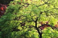 Acer palmatum 'Dissectum Viride' - back lit yellow leaves of Japanese Maple in autumn