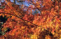 Acer palmatum 'Seiryu' - Japanese Maple