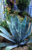 Agave franzosinii in gravel garden with blue stained fencing - Hampton Court FS 1999
