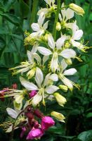 Anthericum liliago - St. Bernard's lily
