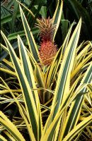 Ananas comosus 'Variegatus' - Pineapple 