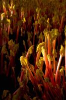 Rheum rhubarbarum - Forced Rhubarb 'Timperley Early'
