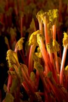 Rheum rhubarbarum - Forced Rhubarb 'Timperley Early' 