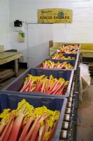 Harvested rhubarb in the packing shed