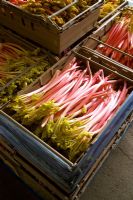 Harvested Rhubarb 'Timperley Early' in box