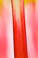 Forced rhubarb 'Timperley Early' - Rheum rhubarbarum