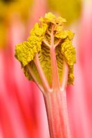 Rheum rhubarbarum - Forced rhubarb 'Timperley Early'
