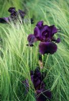 The Cancer Research Garden, Gold award, RHS Chelsea Flower Show 2006 - Naturalistic planting with tall dark purple iris in combination with Stipa tenuissima

