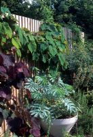 Melianthus in container beside close board fence covered by Vitis 